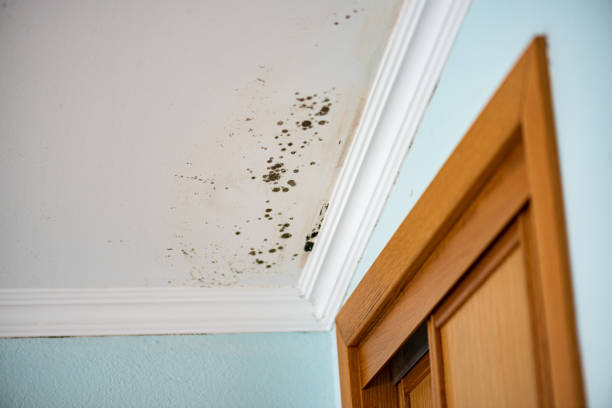 Best Mold Damage Restoration  in Sylvester, GA